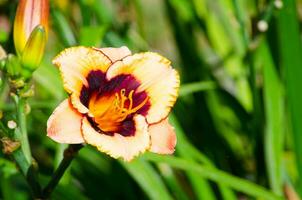 dois tons cores dentro laranja Sombrio Castanho daylily flor é uma floração plantar dentro a gênero hemerocallis dentro uma Primavera estação às uma botânico jardim. foto