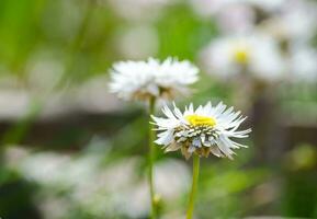 branco margarida flor doce simplicidade e genuíno beleza do a margarida dentro uma Primavera estação às uma botânico jardim dentro fechar acima. foto