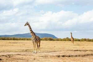 safári através a selvagem mundo do a maasai mara nacional parque dentro Quênia. aqui você pode Vejo antílope, zebra, elefante, leões, girafas e muitos de outros africano animais. foto