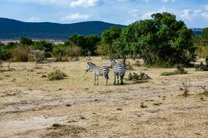 safári através a selvagem mundo do a maasai mara nacional parque dentro Quênia. aqui você pode Vejo antílope, zebra, elefante, leões, girafas e muitos de outros africano animais. foto