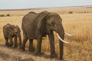 safári através a selvagem mundo do a maasai mara nacional parque dentro Quênia. aqui você pode Vejo antílope, zebra, elefante, leões, girafas e muitos de outros africano animais. foto