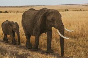 safári através a selvagem mundo do a maasai mara nacional parque dentro Quênia. aqui você pode Vejo antílope, zebra, elefante, leões, girafas e muitos de outros africano animais. foto