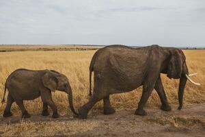 safári através a selvagem mundo do a maasai mara nacional parque dentro Quênia. aqui você pode Vejo antílope, zebra, elefante, leões, girafas e muitos de outros africano animais. foto