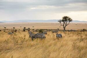 safári através a selvagem mundo do a maasai mara nacional parque dentro Quênia. aqui você pode Vejo antílope, zebra, elefante, leões, girafas e muitos de outros africano animais. foto