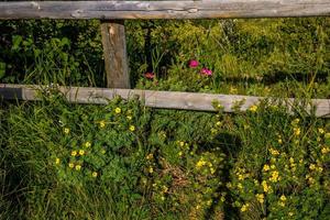 a flora é abundante ao redor do rancho. área de recreação provincial de glenbow ranch, alberta, canadá