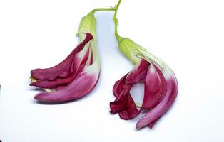 vermelho agasta ,tailandês vegetal em branco fundo foto