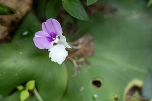 vermelho Rosa flores dentro ramalhete isolado atrás borrão foto