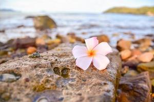 flor branca está na pedra na praia foto