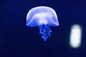 fundo de água-viva de néon azul linda. aquário foto