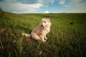 feliz cachorro branco na natureza mostra a língua. cachorro engraçado na natureza foto