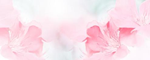rosa vermelho lindo fundo de ramo de flor de flor de primavera com espaço de cópia gratuita para cartão de felicitações ou página de capa do ambiente, modelo, banner da web e cabeçalho. foto
