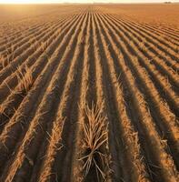 aéreo Visão do uma estéril campo do plantações, mundo Comida dia imagens foto