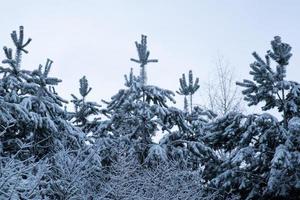 árvores com neve de inverno, floresta com neve fabulosa