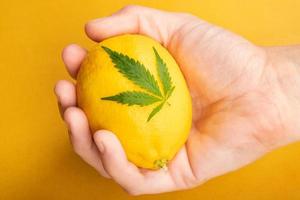 mão com limão e folha de cannabis em fundo amarelo