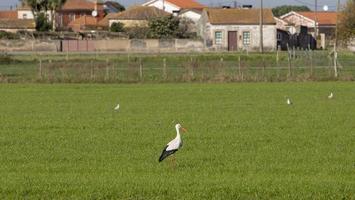 cegonhas no prado em aveiro, portugal foto