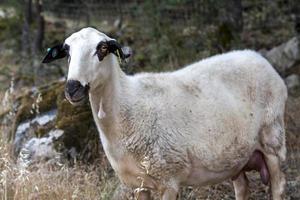 rebanho de ovelhas em portugal foto