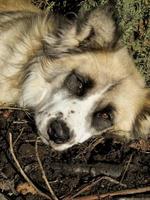 um cão a descansar num jardim em portugal foto