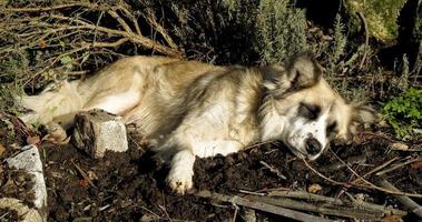 um cão a descansar num jardim em portugal foto