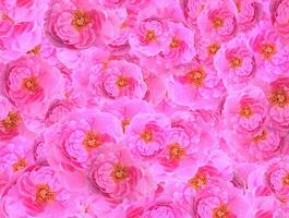 rosa flor do padronizar fundo foto