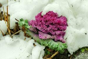 vegetal roxa repolho é coberto a partir de neve. foto