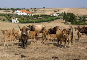 rebanho de vacas da raça mirandesa em portugal foto