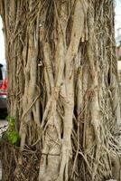 velho plantar enraizado árvore elemento foto