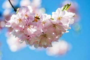 fotografia de close-up de foco seletivo. bela flor de cerejeira sakura na primavera sobre o céu azul. foto