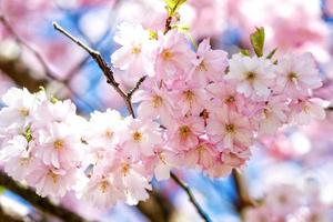 fotografia de close-up de foco seletivo. bela flor de cerejeira sakura na primavera sobre o céu azul. foto