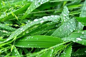 foco seletivo. imagem. close-up de folhagem verde fresca com gotas de água após a chuva - imagem foto