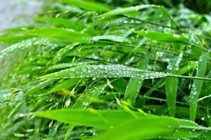 foco seletivo. imagem. close-up de folhagem verde fresca com gotas de água após a chuva - imagem foto