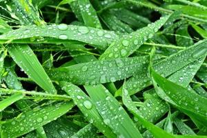 foco seletivo. imagem. close-up de folhagem verde fresca com gotas de água após a chuva - imagem foto