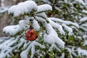 bola vermelha de natal no galho de abeto coberto de neve foto