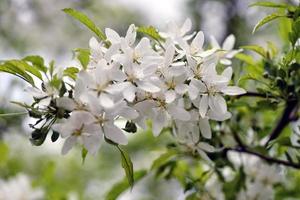 lindas flores brancas no jardim foto
