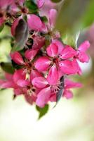 lindas flores de maçã desabrochando foto