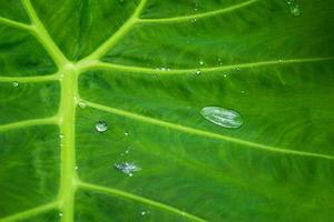 fundo de textura de folhas verdes com gotas de água da chuva foto