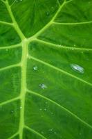 fundo de textura de folhas verdes com gotas de água da chuva foto