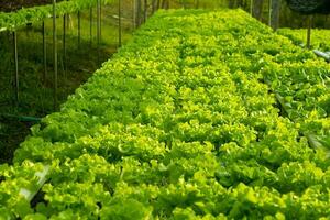 Carvalho verde vegetal crescendo no sistema hidropônico de fluxo de água e automação de fertilizantes na parcela de plantio foto