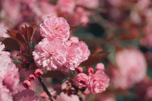 lindas flores rosa na primavera foto