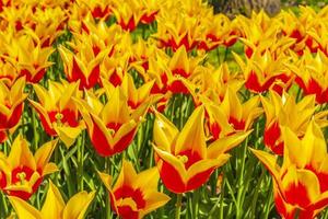 muitos narcisos de tulipas coloridas em keukenhof park lisse holanda holanda.