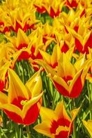 muitos narcisos de tulipas coloridas em keukenhof park lisse holanda holanda. foto