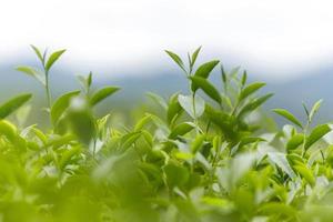 folhas frescas de chá verde em uma plantação de chá foto