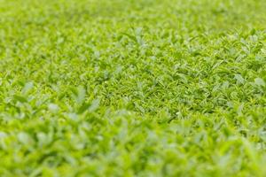 folhas frescas de chá verde em uma plantação de chá foto