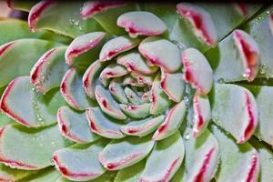 suculenta com gotas de água foto