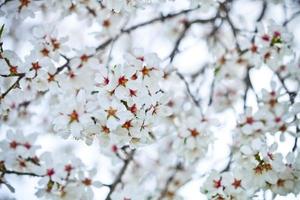 fundo de flores de primavera foto