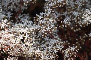 muitas pequenas flores de plantas rastejantes brancas foto