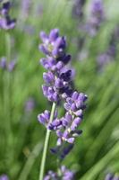 pequenas flores azuis de lavanda em uma haste vertical foto