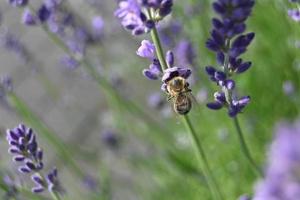a abelha coleta mel em pequenas flores de lavanda foto