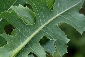 ervas daninhas de jardim cortadas em folhas verdes foto