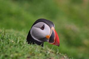 retrato de um papagaio-do-mar nos mykines nas ilhas Faroe foto