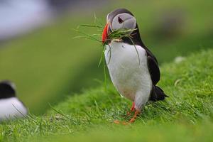 papagaios-do-mar na ilha mykines nas ilhas faroe foto